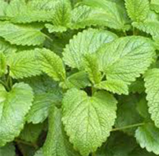 H2O Melissa Leaf Essential Oil No.1